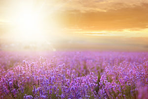 canvas-print-sunset-in-lavender-field