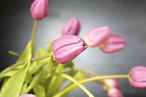 framedcanvas-print-the-tulip-bouquet-in-pink