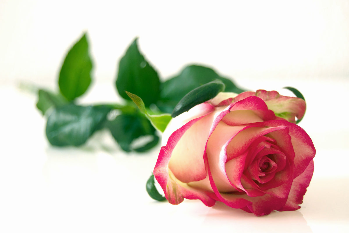 framedposter-print-the-proud-rose