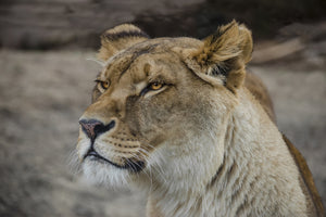 acrylic-print-head-of-a-lioness
