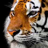 4-piece-aluminium-print-close-up-tiger-head