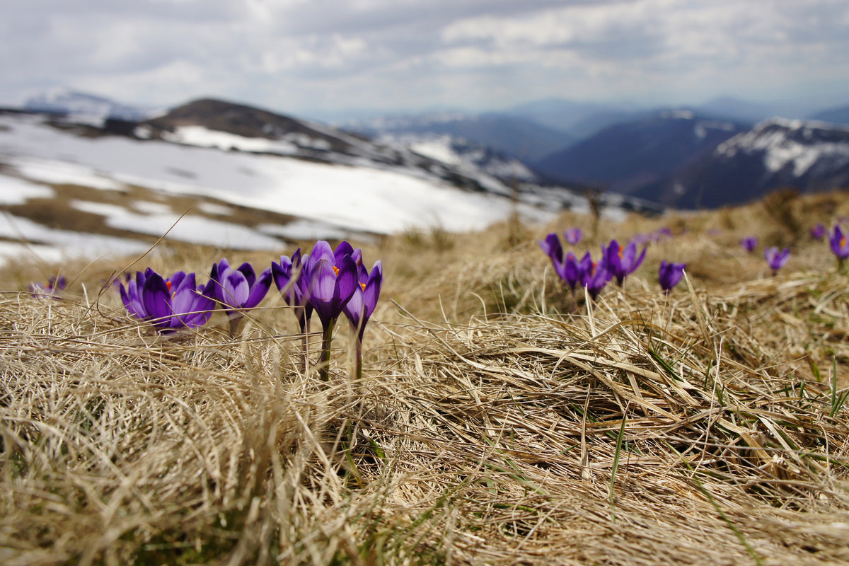 3-piece-canvas-print-purple-crocus