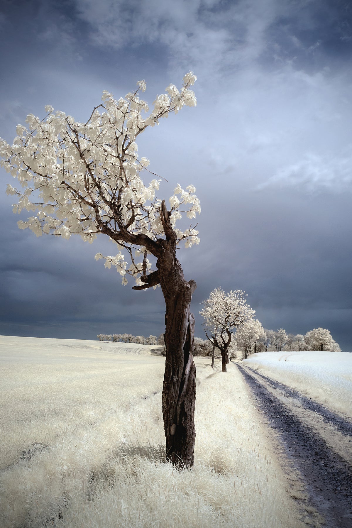 canvas-print-irenka