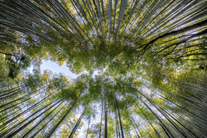 acrylic-print-many-treetops