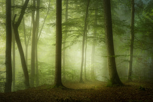 framedcanvas-print-mysterious-spring-morning-x