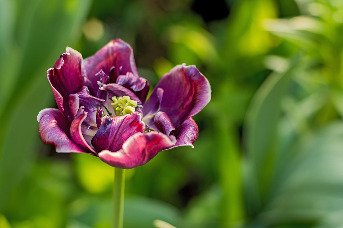 poster-print-dark-tulip-in-nature