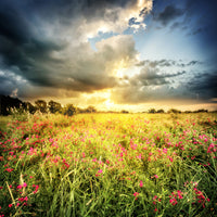 acrylic-print-flowers-landscape