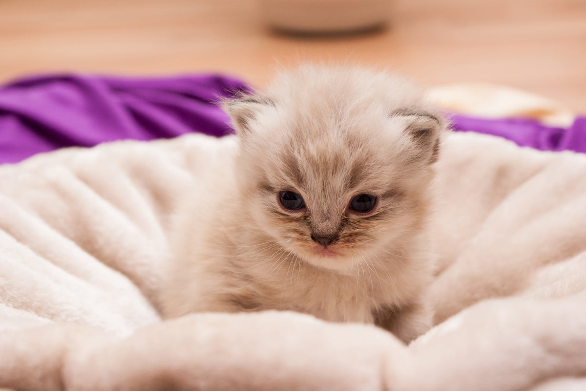 3-piece-aluminium-print-kitten-to-fall-in-love
