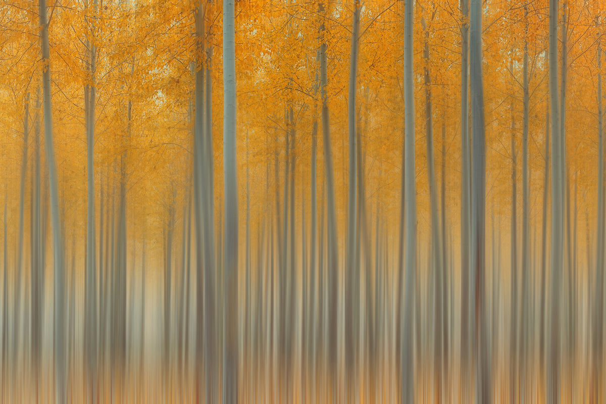 acrylic-print-autumn-delight-ii