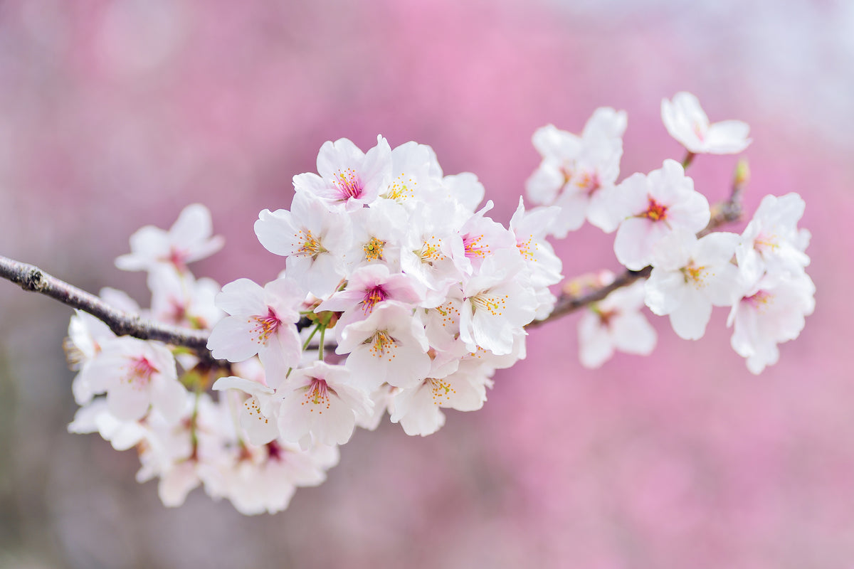framedcanvas-print-cherry-blossoms-xxl