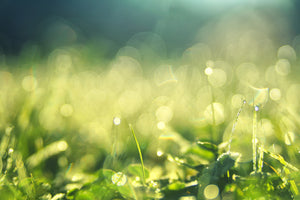 framedcanvas-print-in-the-meadow