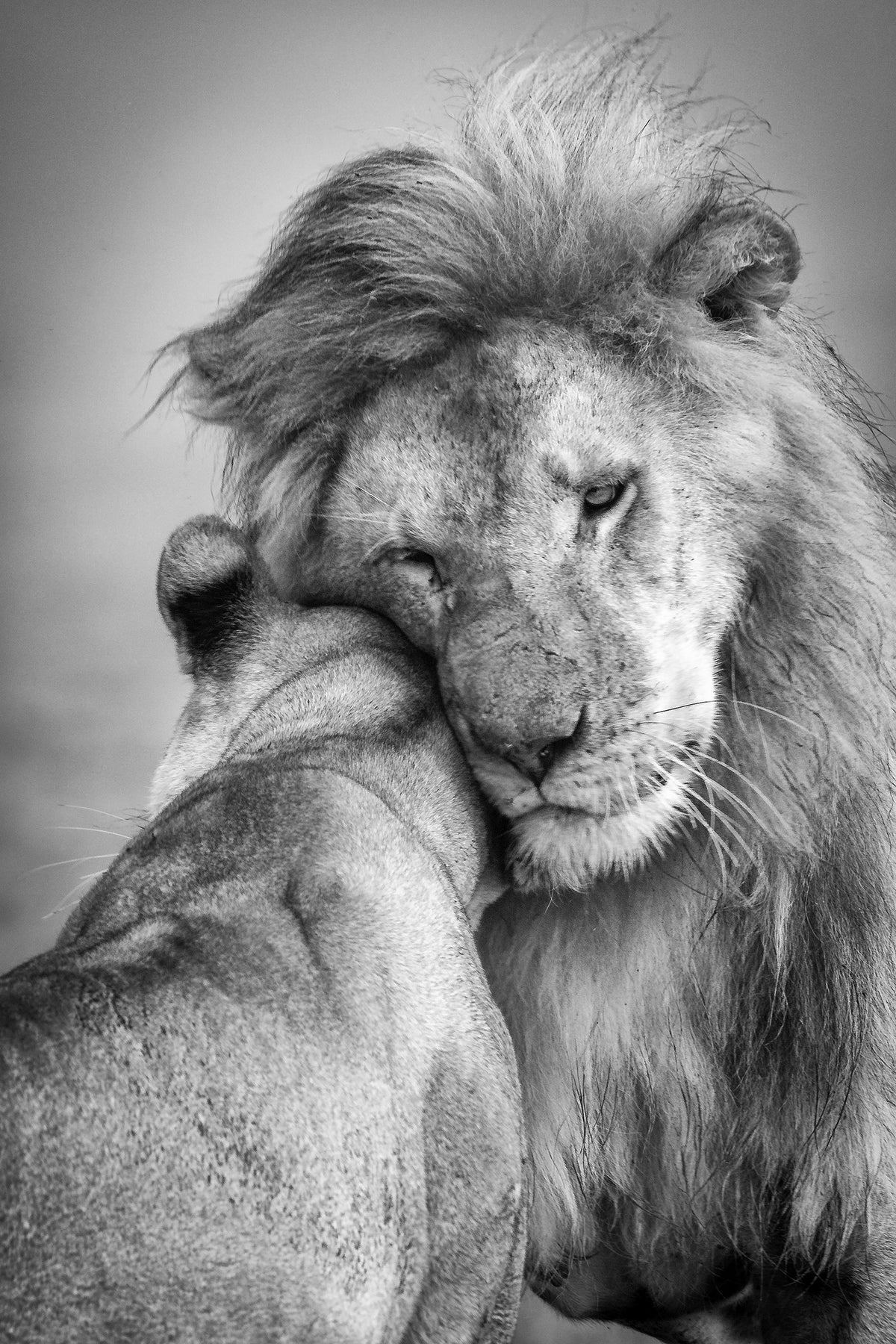 aluminium-print-african-love-x