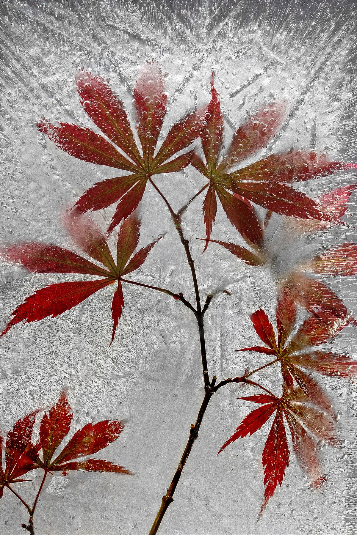aluminium-print-red-maple-x