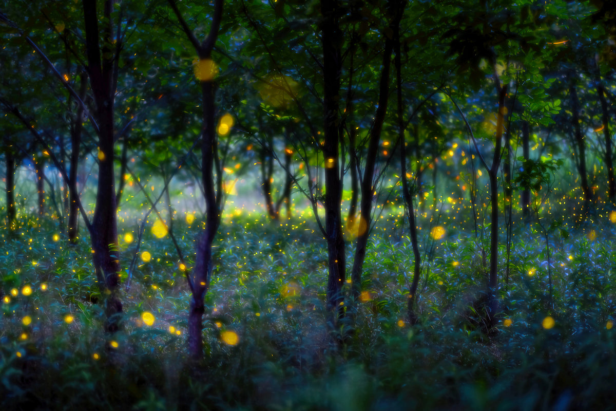 acrylic-print-magic-fireflies-x