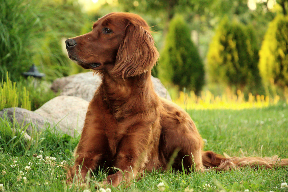 framedposter-print-attentive-irish-setter