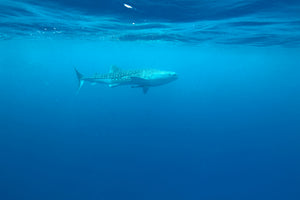 3-piece-aluminium-print-the-whale-shark