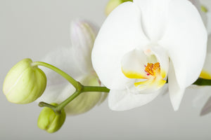 framedposter-print-giant-orchid