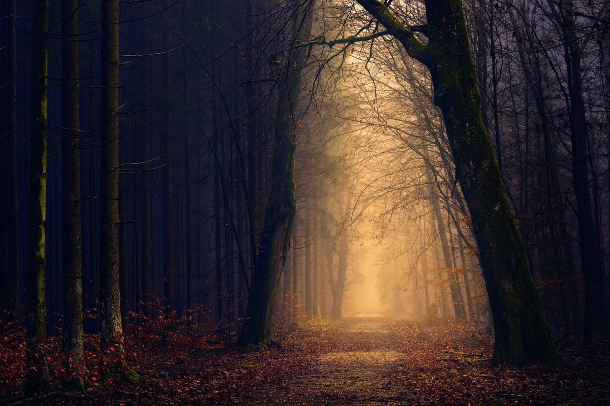 aluminium-print-evening-mood-in-the-forest