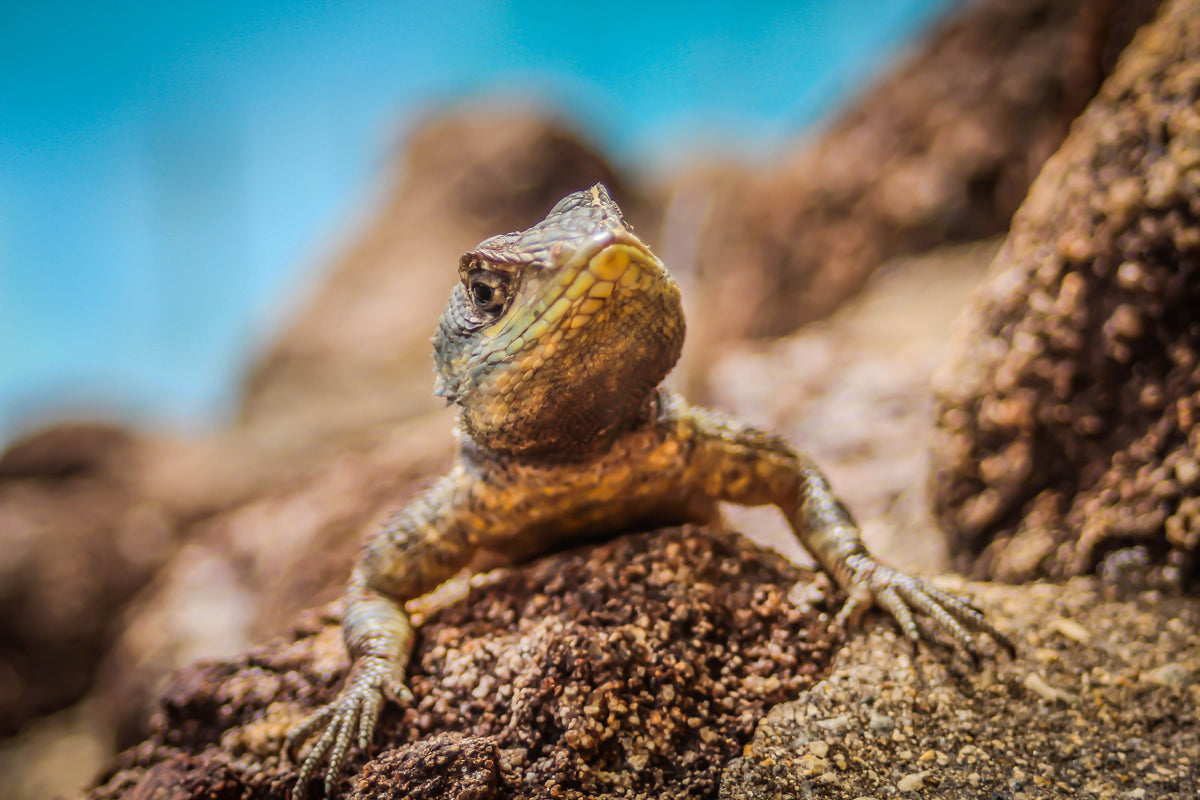 aluminium-print-little-alligator
