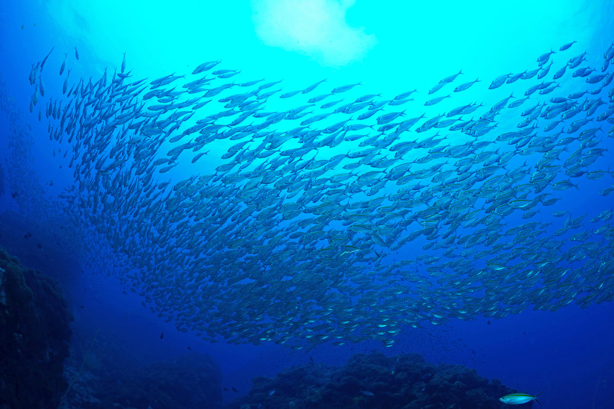 aluminium-print-fish-world