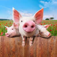 acrylic-print-pig-in-luck