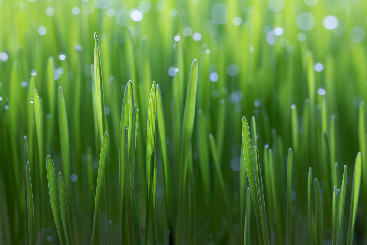 aluminium-print-wheat-x