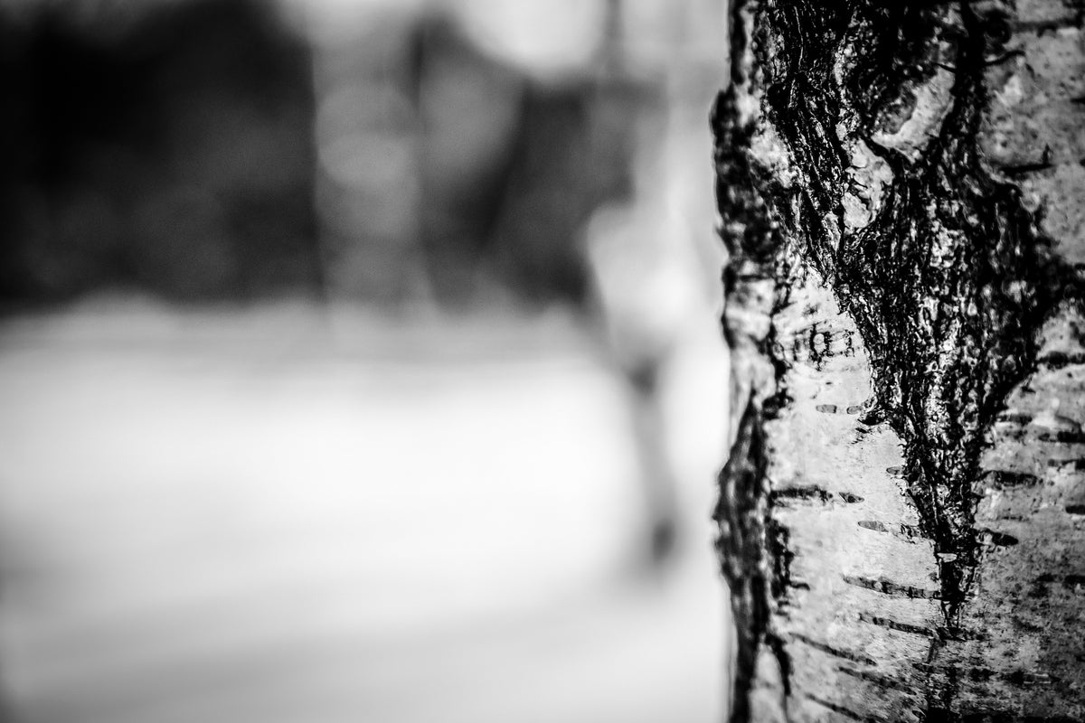 modern-3-piece-canvas-print-birch-trunk