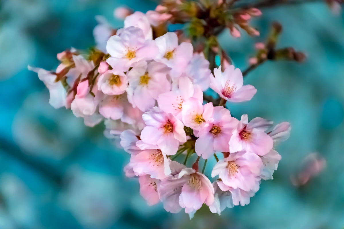 canvas-print-close-up-flower