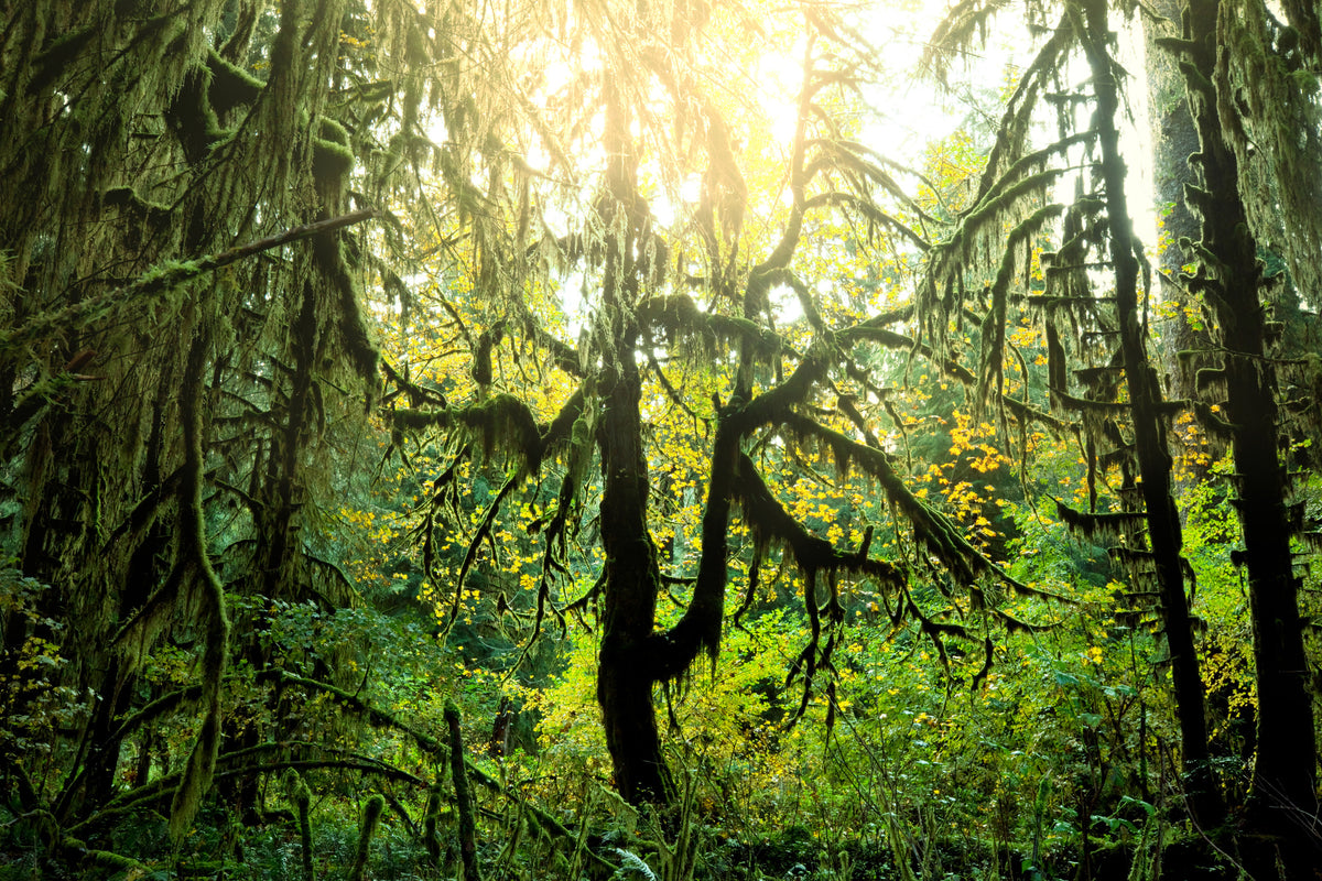 aluminium-print-dreamy-forest