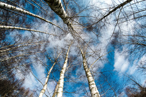 modern-3-piece-acrylic-print-birch-crowns