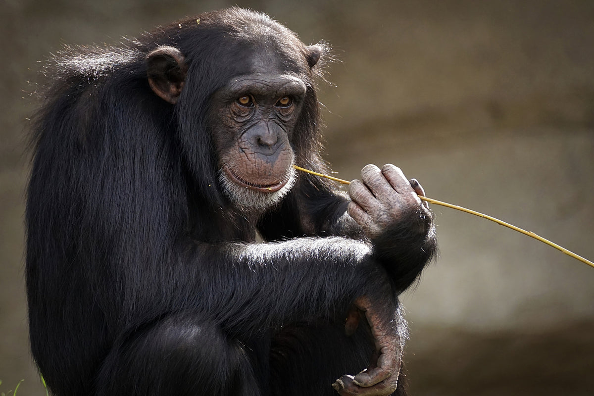 poster-print-sweet-chimpanzee