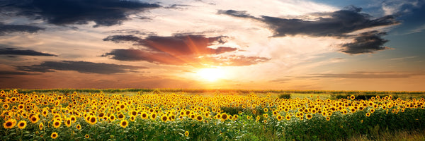 panoramic-3-piece-acrylic-print-a-field-of-sunflowers-panorama