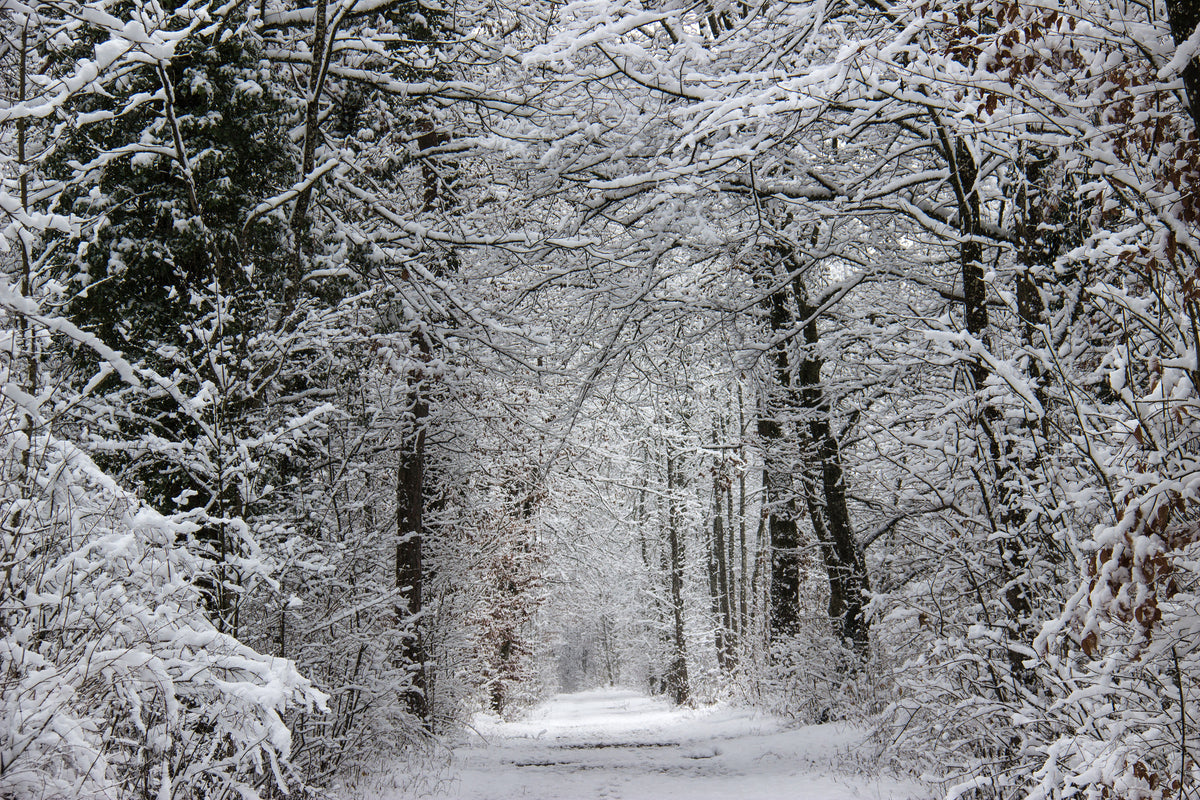 poster-print-enchanted-winter-forest