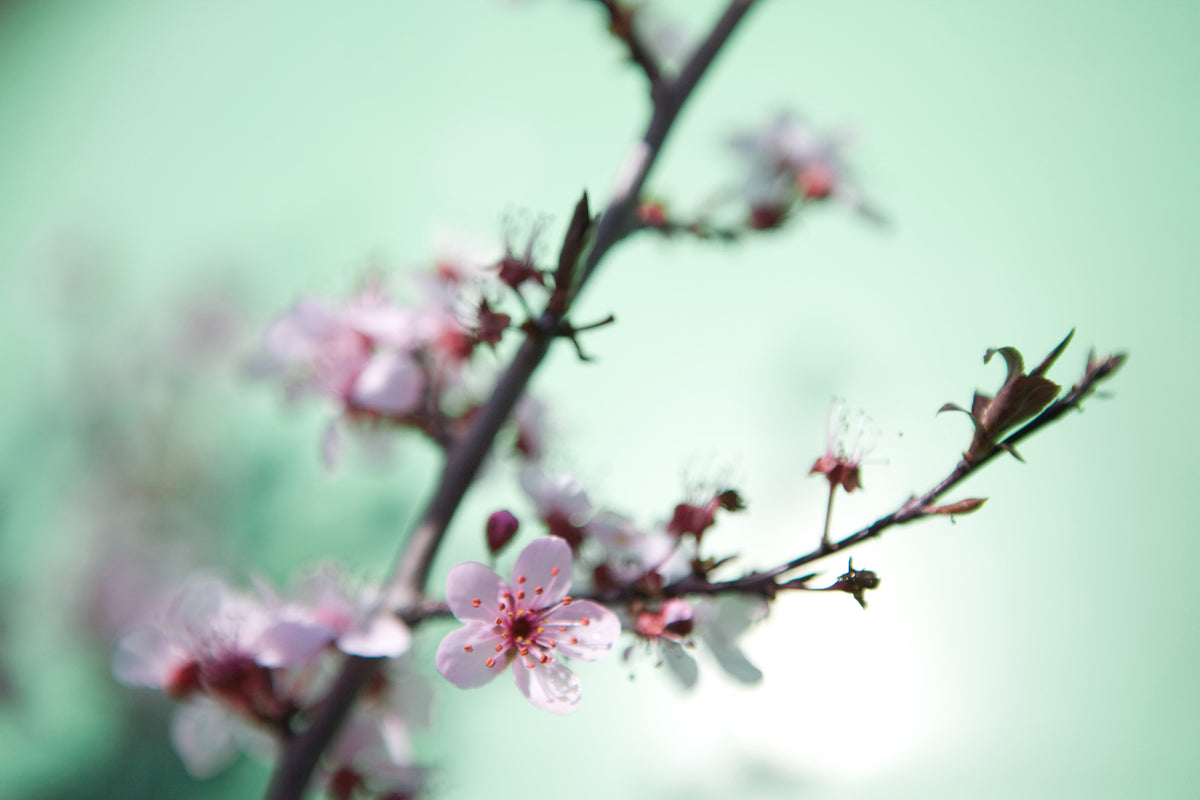 acrylic-print-beautiful-japanese-cherry-blossom