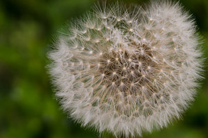 3-piece-canvas-print-the-dandelion-in-nature