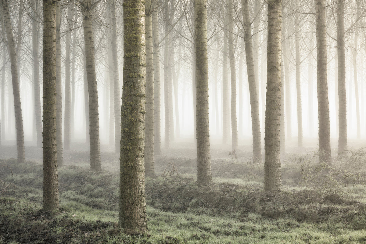 framedcanvas-print-small-woodland