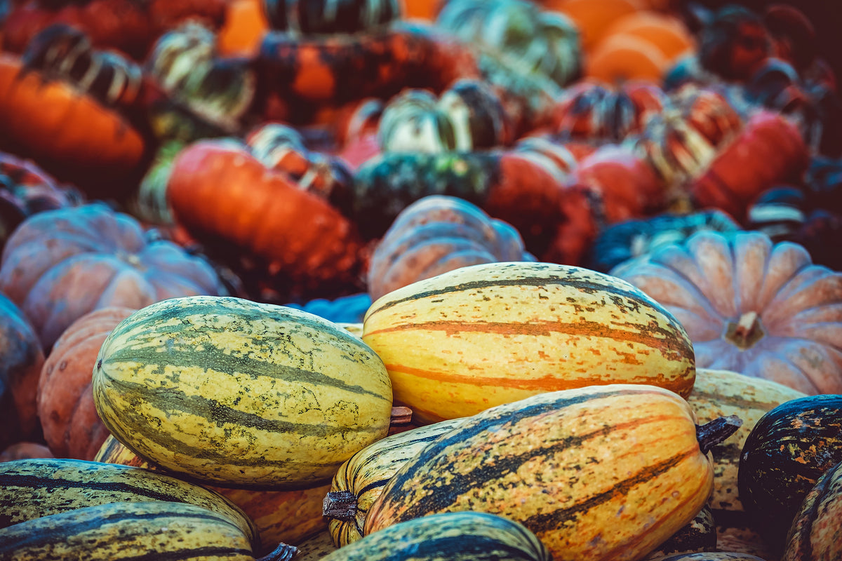 3-piece-aluminium-print-pumpkin-types