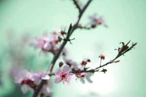 3-piece-canvas-print-beautiful-japanese-cherry-blossom