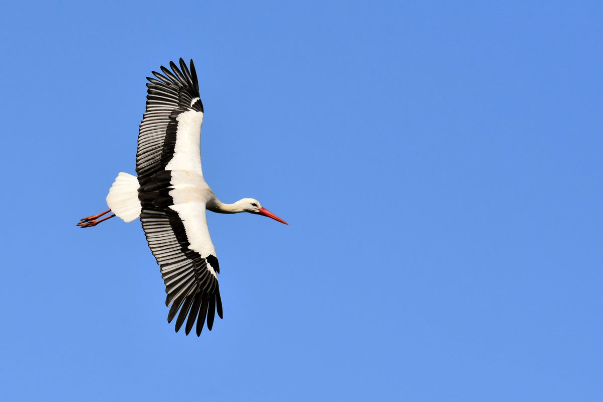 framedposter-print-the-stork-in-action