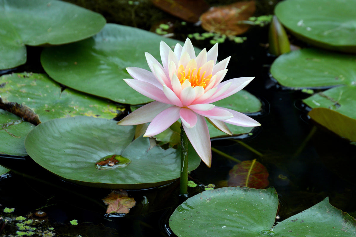 aluminium-print-the-proud-water-lily