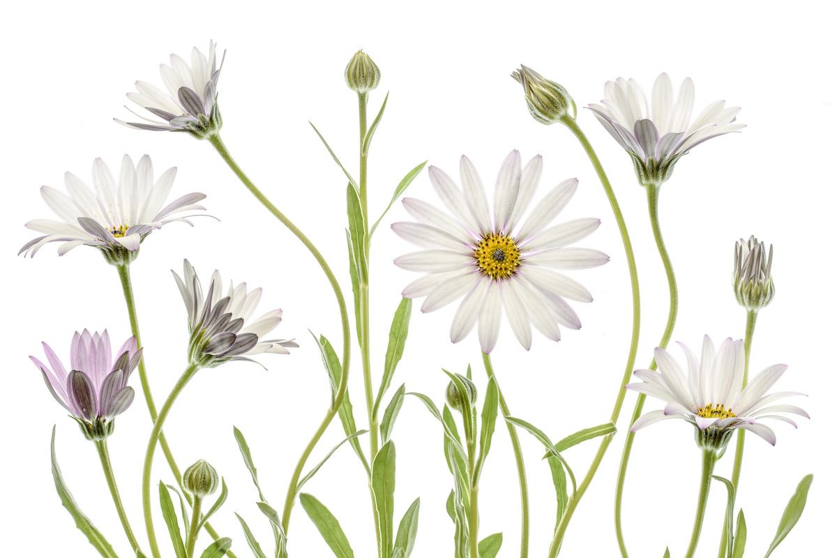 acrylic-print-cape-daisies-xuv