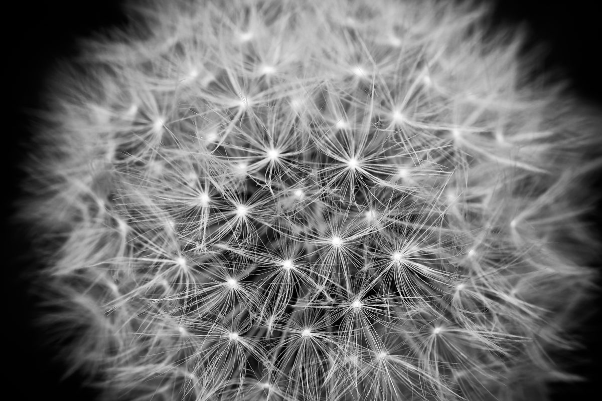 aluminium-print-dandelion-in-xxl