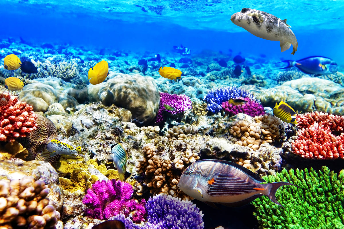 framedposter-print-fish-aquarium
