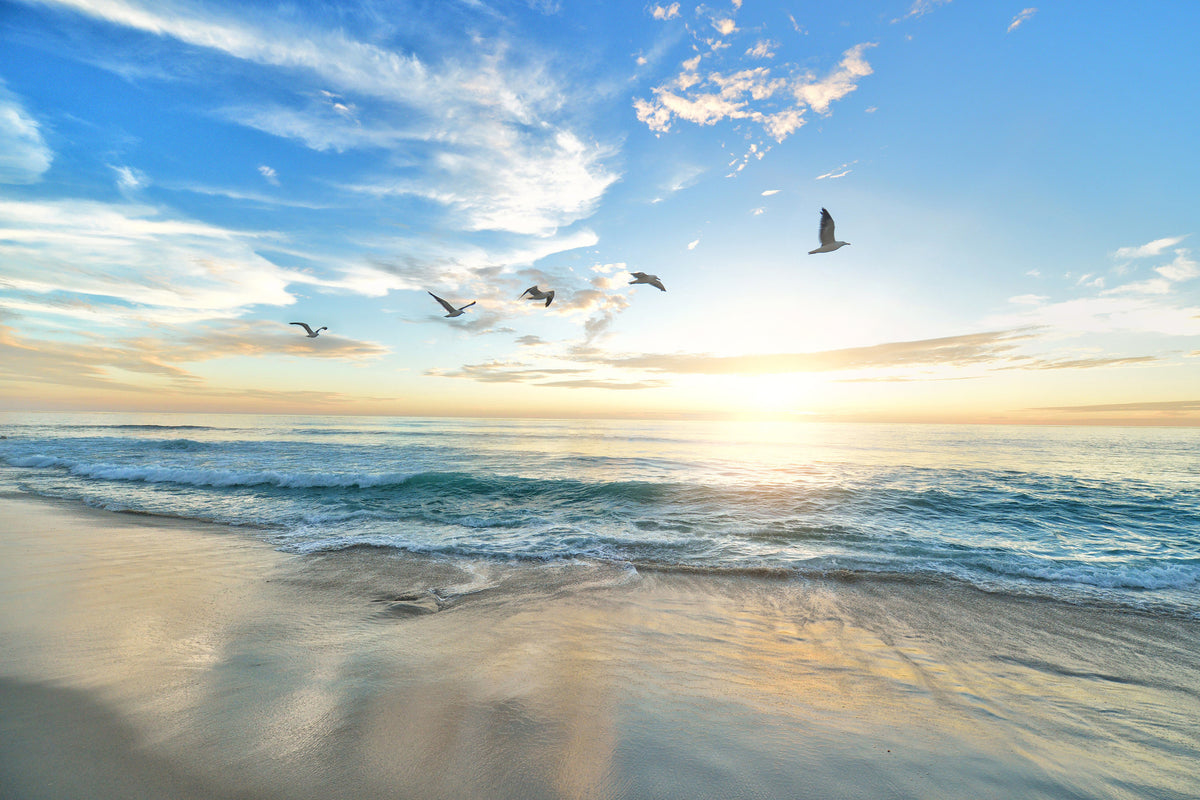 acrylic-print-the-seagulls-and-the-sea-at-sunrise