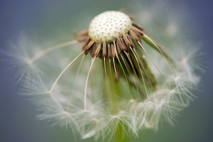 framedcanvas-print-dandelion-close-up