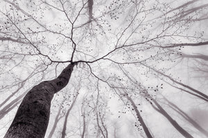 aluminium-print-a-view-of-the-tree-crown