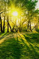 canvas-print-forest-path-in-sunlight