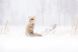 acrylic-print-waiting-xys