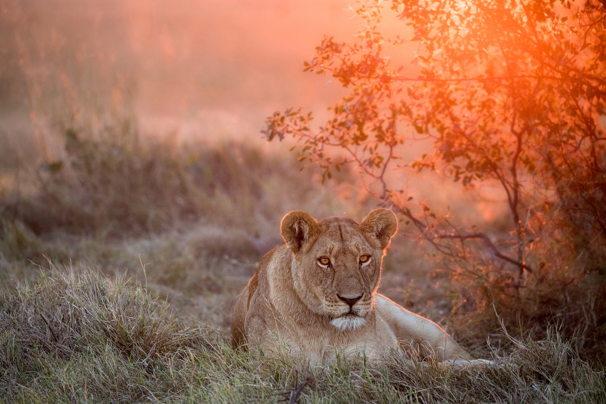 3-piece-canvas-print-sunset-lioness