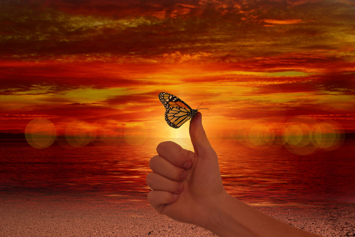 acrylic-print-the-butterfly-in-the-evening-light